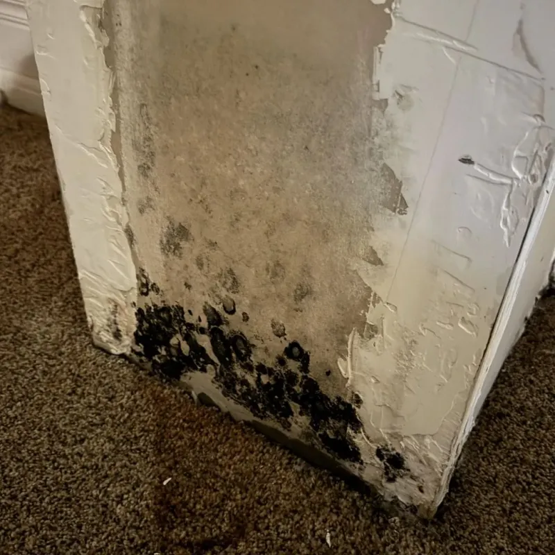 Professional Mold Removal in Douglas County, SD